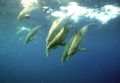   Atlantic spotted dolphin off Gladden Spit Plancencia BelizeNikonos  